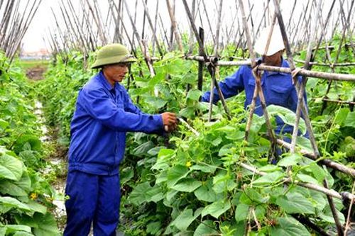 Mô hình trồng rau, quả an toàn tại Công ty cổ phần đầu tư công nghệ xanh: Bước chuyển mới trong sản xuất nông nghiệp