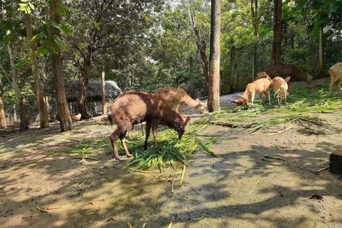 Tăng cường quản lý nuôi, nhốt động vật hoang dã