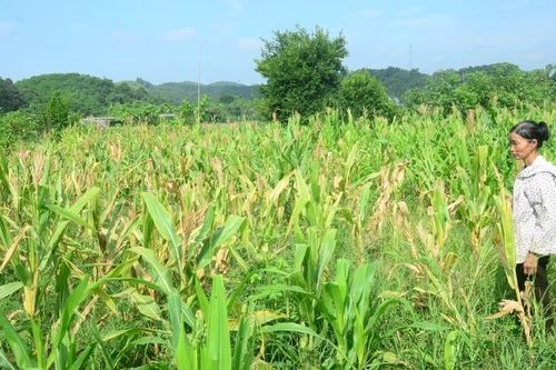 Hằng trăm ha ngô ở Tuyên Quang bị sâu keo gây hại