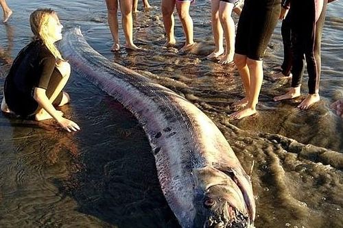 Thủy quái dự báo động đất - quan niệm sai lầm hơn 2 thế kỷ của người Nhật