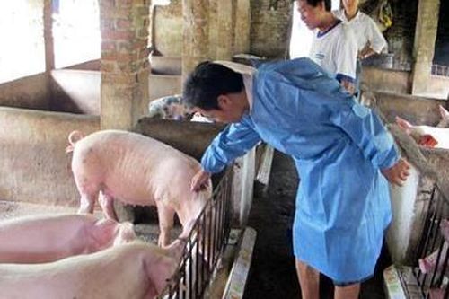 Hà Nội: Tăng cường rà soát kỹ thuật phòng, chống ngăn chặn triệt để dịch tả lợn Châu Phi