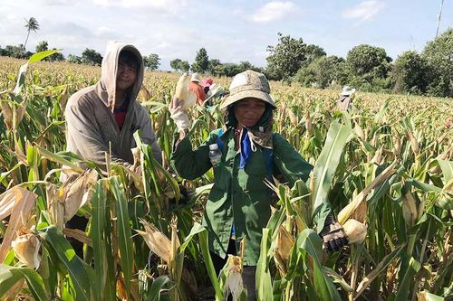 Nông dân Ia Pa khốn khó vì thiên tai, dịch bệnh