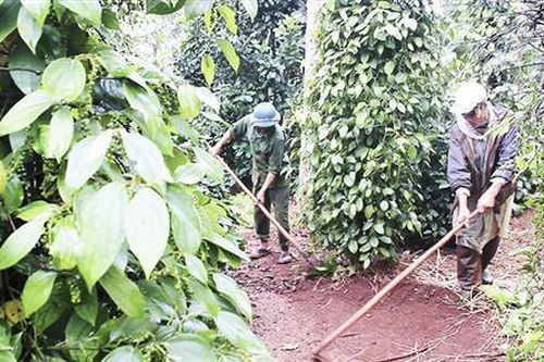 Đẩy mạnh xây dựng thương hiệu hồ tiêu Hướng Hóa