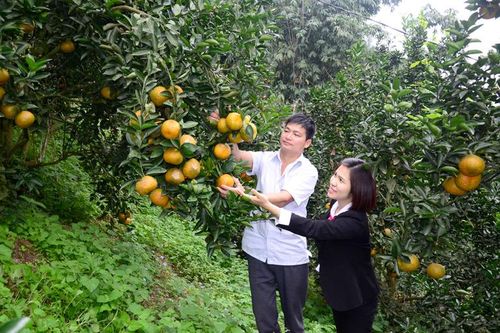 Hàm Yên sản xuất cam theo chuẩn VietGAP, hữu cơ