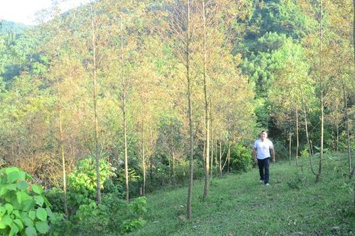 48 ha rừng bạch đàn bị nhiễm bệnh