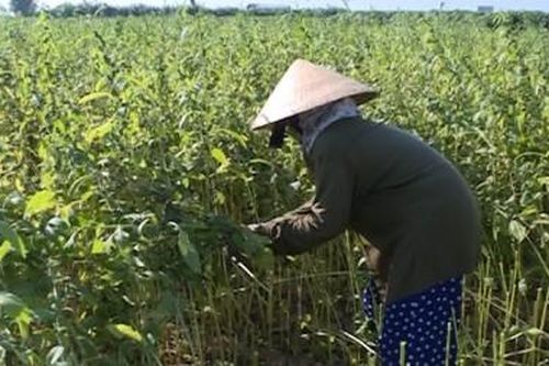 Kinh tế Nông nghiệp - Nông thôn Quảng Điền được mùa mè
