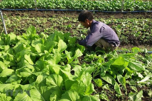 Hướng đi mới cho phát triển nông nghiệp
