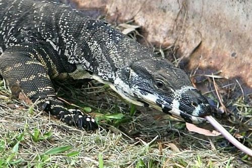 Kỳ đà nổi điên giết chết chó, khiến hai người nhập viện ở Australia