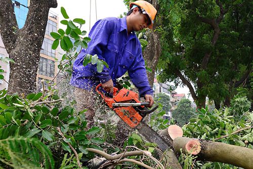 64 cây xanh ở Sài Gòn sẽ bị đốn hạ để sửa đường Nguyễn Hữu Cảnh