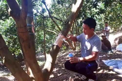 Vườn bưởi của nông dân bị phá hoại gây thiệt hại lớn