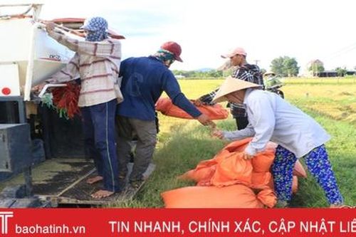 Thu hoạch lúa hè thu tại Hà Tĩnh sẽ cơ bản kết thúc trong tháng 8