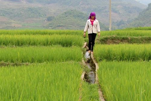 Phát triển hệ thống thủy lợi phục vụ tái cơ cấu nông nghiệp