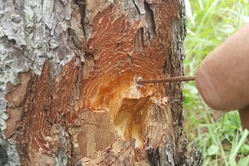 Đà Lạt: Phát hiện vụ 'đầu độc' thông 3 lá tại Măngline
