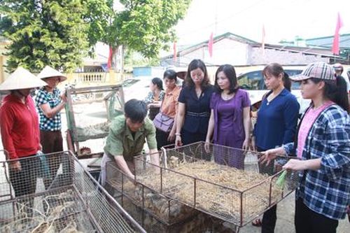 Phụ nữ xã Phú Long vươn lên thoát nghèo