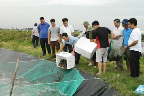 Nghiệm thu mô hình nuôi tôm sú thâm canh