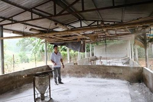 Toàn tỉnh đã có 44 xã công bố hết dịch tả lợn Châu Phi