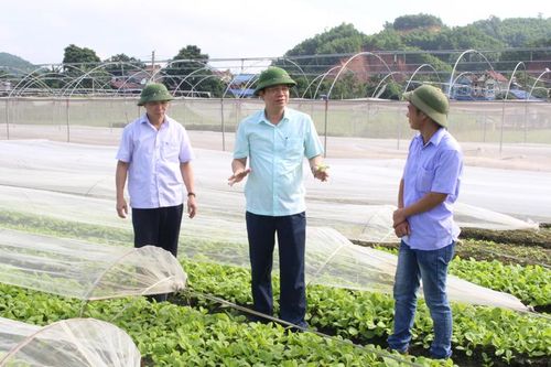 Phát triển hợp tác xã nông nghiệp bền vững, hiệu quả