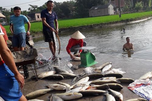 Cần làm rõ nguyên nhân cá chết ở Phú Bình