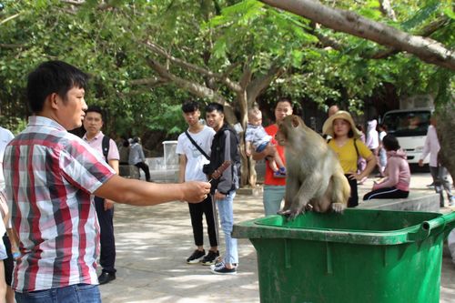 Hàng trăm con khỉ kéo về chùa Linh Ứng 'xin ăn' gây phiền toái