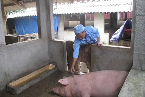 Triển khai tiêm phòng đại trà đợt 2 năm 2019 cho đàn gia súc, gia cầm