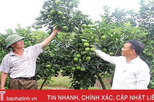 Trang trại 'vàng' của cựu binh miền sơn cước Hà Tĩnh