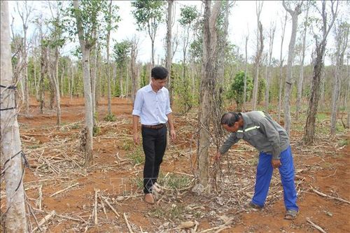 Khó khăn bủa vây người trồng tiêu Quảng Trị