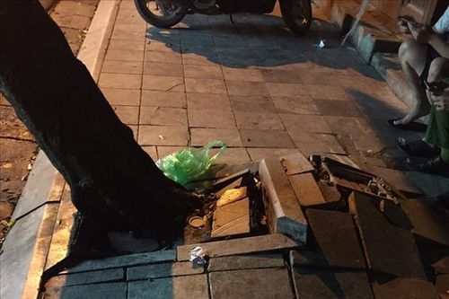 Buộc phải chặt hạ cây sưa trên phố Thuốc Bắc do tình huống khẩn cấp