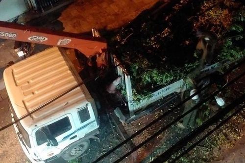Hà Nội thông tin về việc chặt hạ cây sưa trong đêm