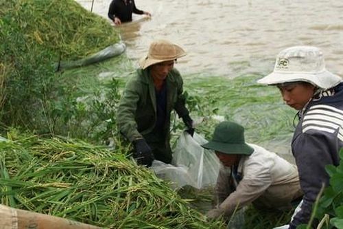 Đắk Lắk: Nước mắt người dân trong mùa lũ