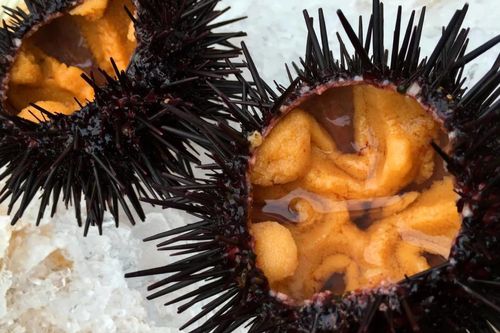'Thiên đường nhum biển' Nhật phát tài nhờ nhà giàu châu Á