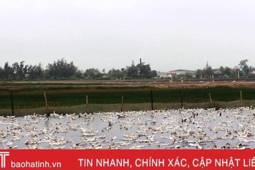 Vợ chồng 8X 'nổi khùng' đấu thầu đồng trũng dựng trang trại 'hái' trăm triệu