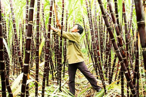 Tích cực chuyển đổi cơ cấu cây trồng