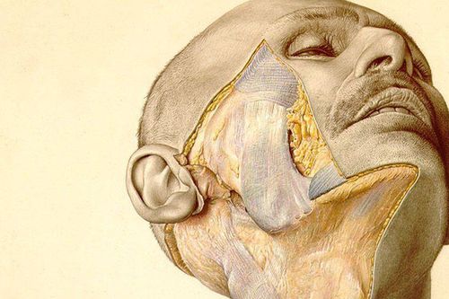 Quá khứ 'đẫm máu' của bộ sách được coi là tư liệu quý về giải phẫu