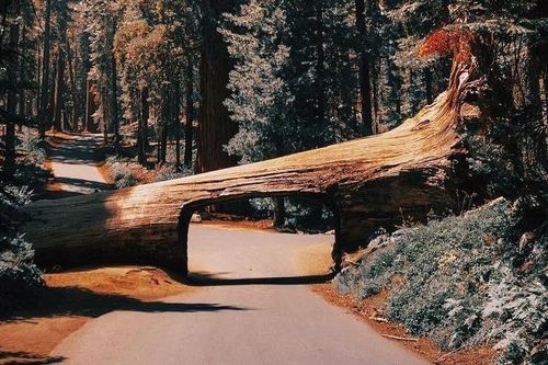 Đường hầm xuyên cây nghìn năm tuổi giữa khu rừng khổng lồ