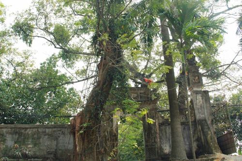 Đấu giá gỗ sưa trăm tỷ lần 2 vẫn gặp nhiều vướng mắc