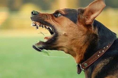 Con chó cắn nhiều người ở chợ nghi mắc bệnh dại