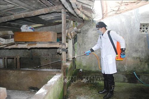 Dịch tả lợn châu Phi lan ra những hộ chăn nuôi quy mô lớn ở Quảng Trị
