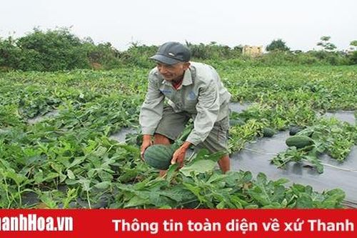Nông dân huyện Nga Sơn thu hoạch dưa hấu vụ 3 được mùa, được giá
