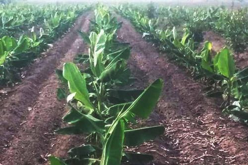 Kbang: Xây dựng mô hình trồng chuối tiêu hồng cấy mô