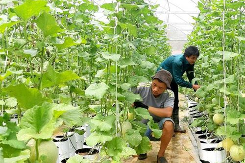 Những 'ông chủ' 8X trên núi Nhạc