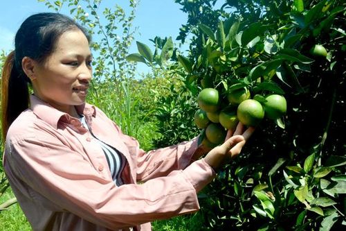 Chị Hồng đầu tư trồng cam