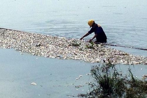 Hà Nội: Nguyên nhân khiến cá chết hàng loạt ở hồ điều hòa Yên Sở