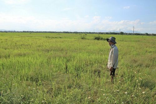 Ruộng bỏ hoang vì kênh mương xuống cấp