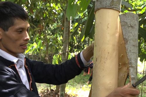 Trồng cây lấy vỏ cay, chăm dễ mà thu tiền tỷ mỗi năm