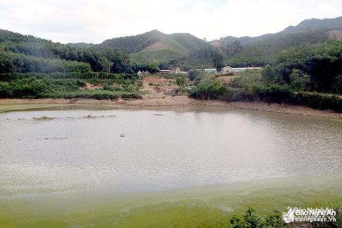 Vụ việc vứt lợn chết xuống ao cá, chủ trang trại ở Nghệ An thừa nhận hành vi