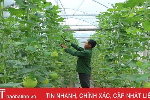 Hà Tĩnh phát triển nông nghiệp sạch, liên kết theo chuỗi là xu hướng tất yếu