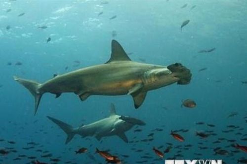 Nhiệt độ các đại dương cách đây hàng tỷ năm không nóng hơn ngày nay