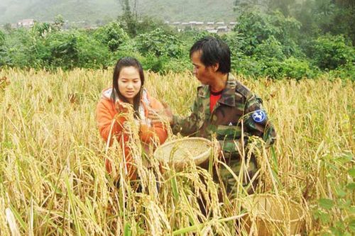 Vị ngon cơm gạo xà cơn