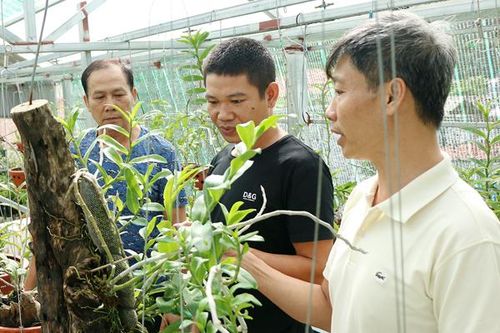 Nở rộ thú chơi phong lan