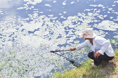 Ô nhiễm môi trường do doanh nghiệp xả thải